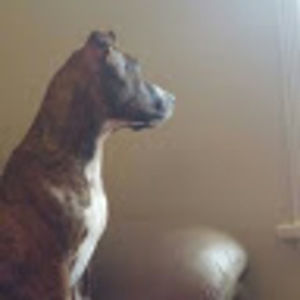 Meet your Posher, The king